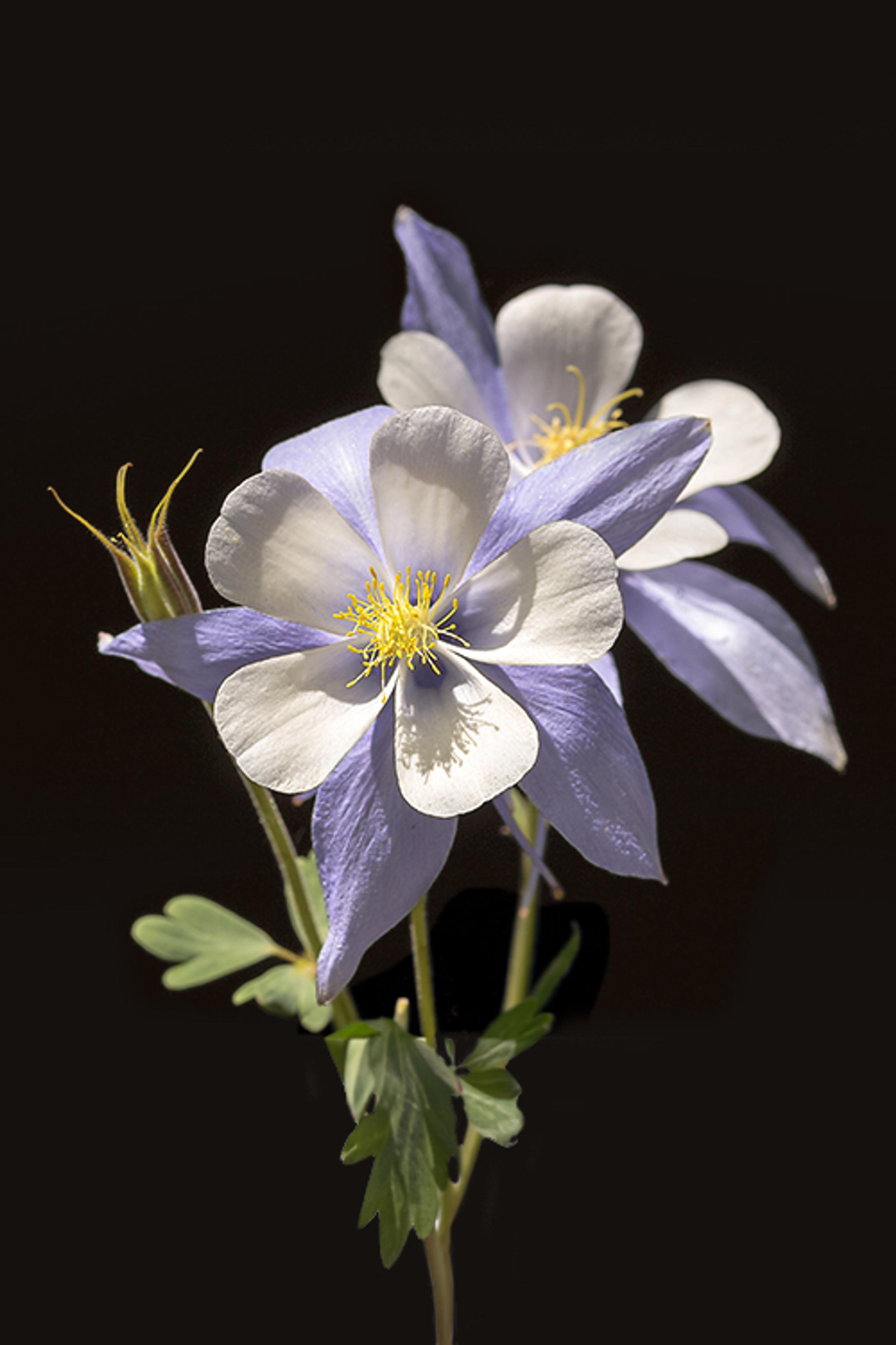 A closeup of the Rocky Mountain Columbine, showcasing its delicate lavender and white petals, with bright yellow stamens at the center, set against a dark background.