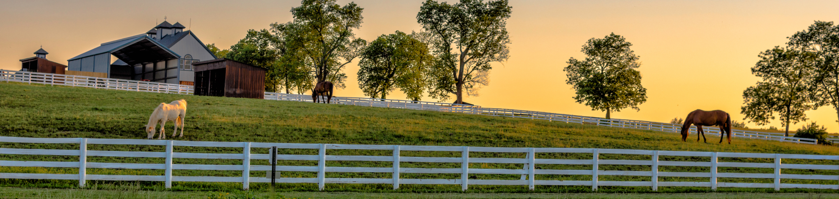 A peaceful horse farm in closeup with a blurred background of grazing horses, white fences, and a barn under a golden sunset in the rolling hills of Kentucky.