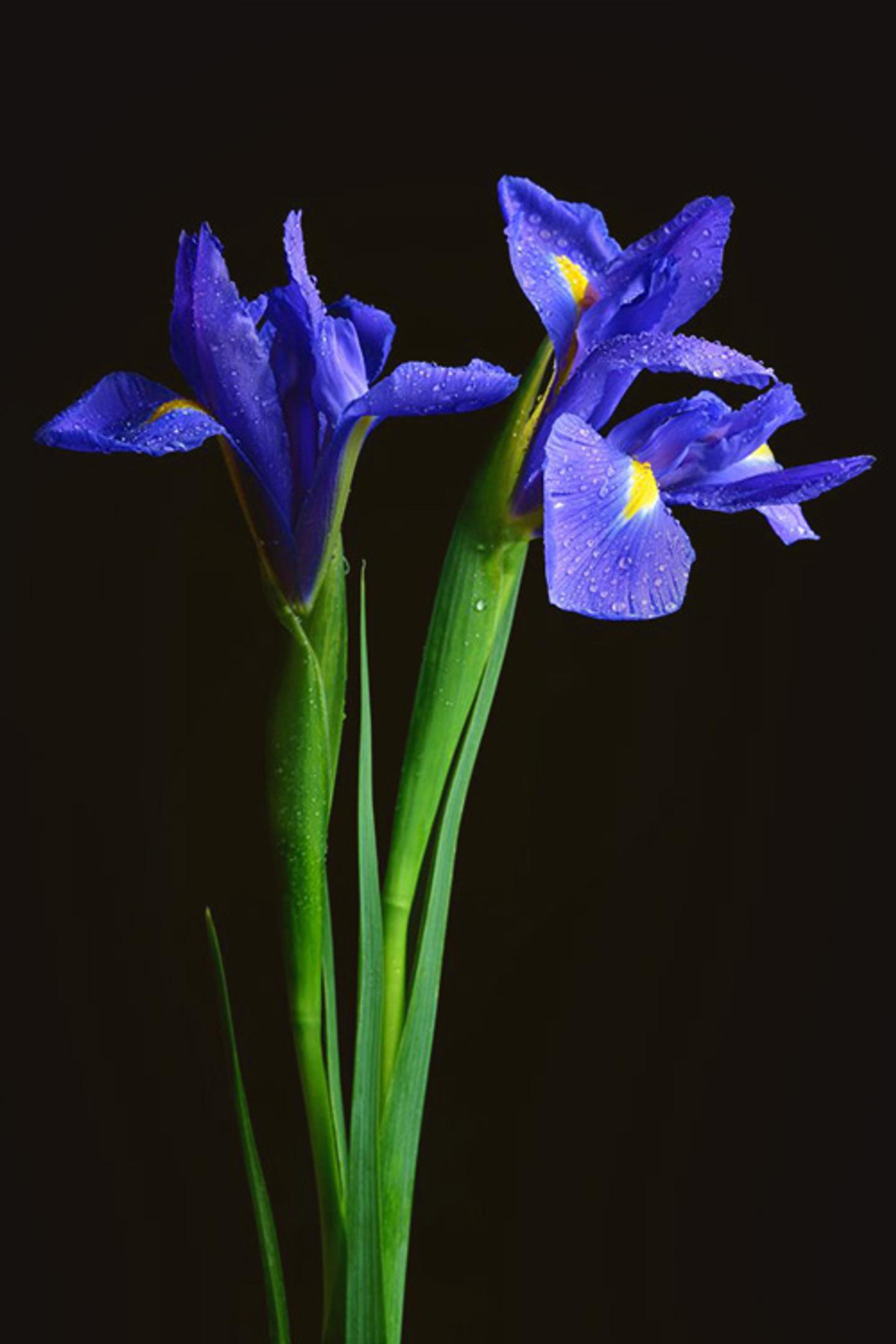 A closeup of deep blue iris flowers with dewdrops on their petals, their vibrant color highlighted against a dark background.