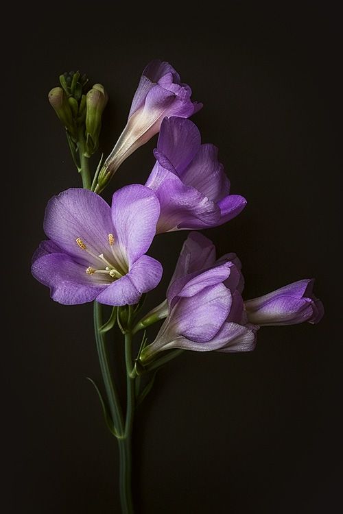 Freesia - Flowers - Featured Content - Lovingly