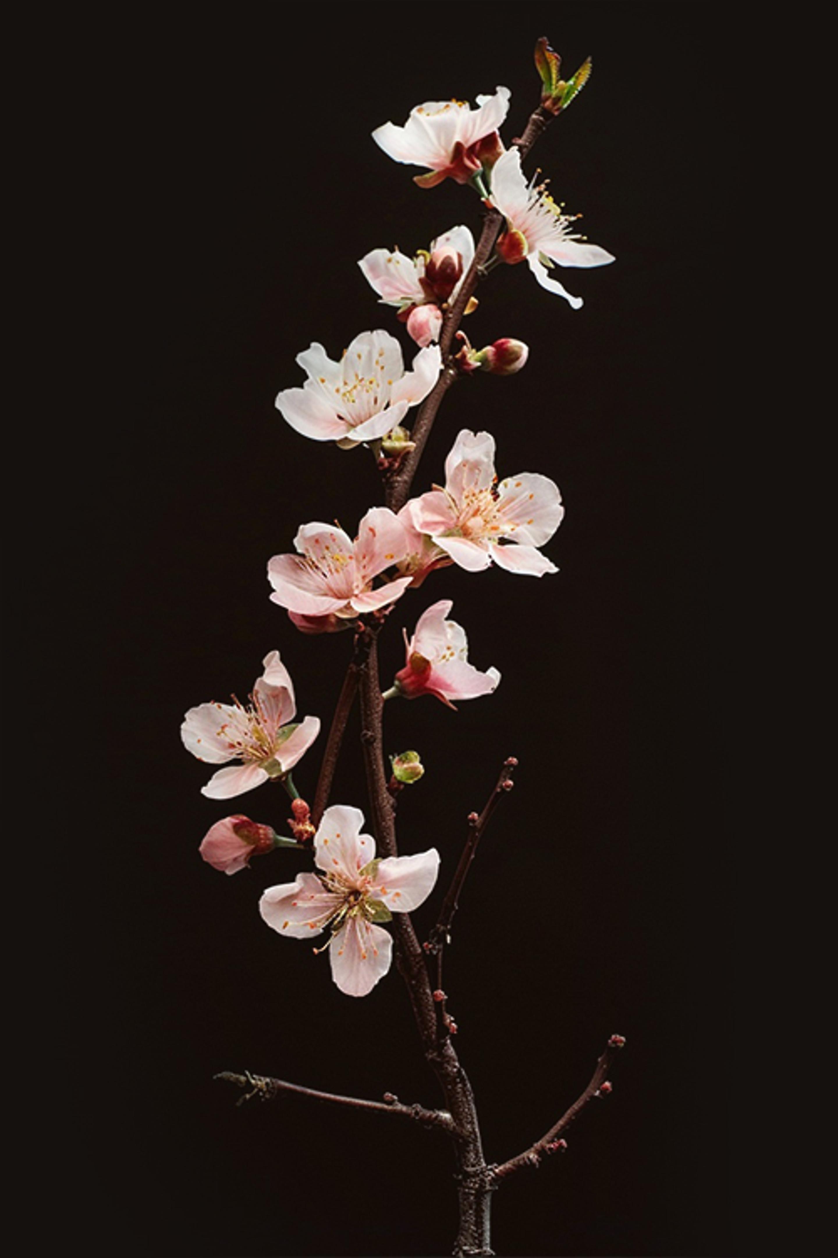 A branch of Peach Blossom in closeup with a blurred background, featuring soft pink flowers with delicate petals and golden stamens, accompanied by reddish buds and a dark stem, set against a dark backdrop.