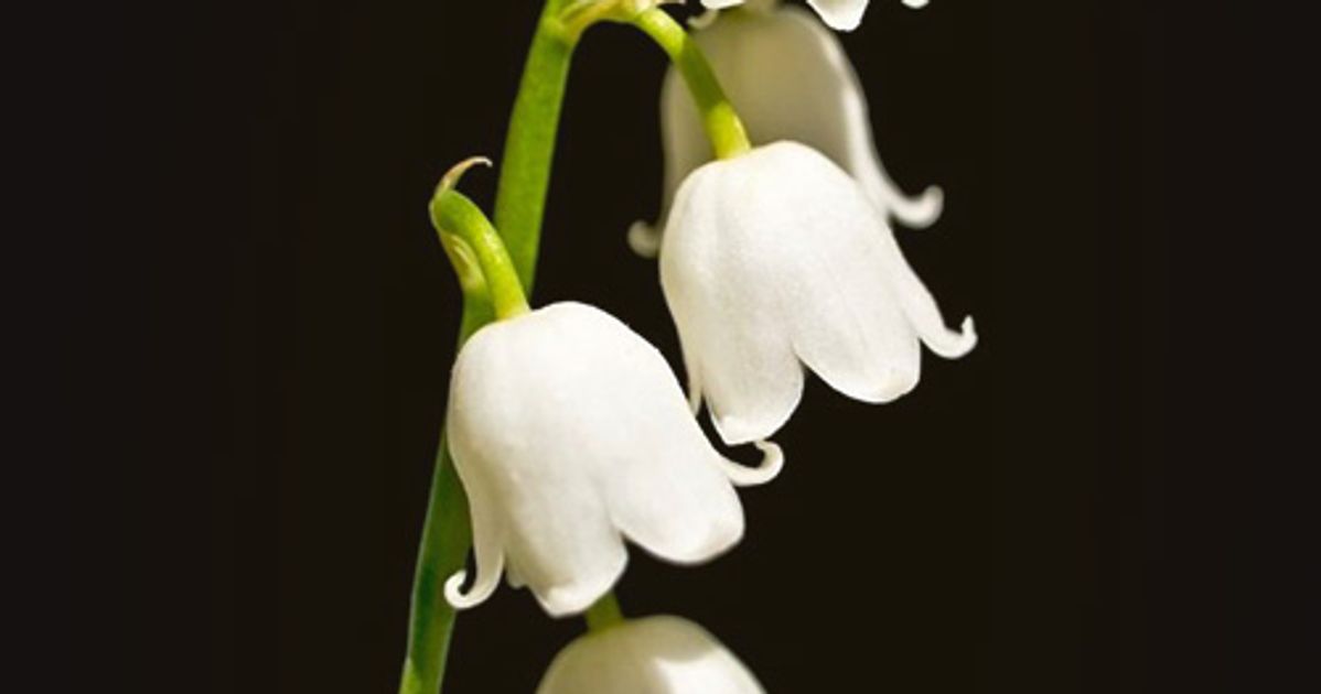 Lily of the Valley - Flowers - Featured Content - Lovingly
