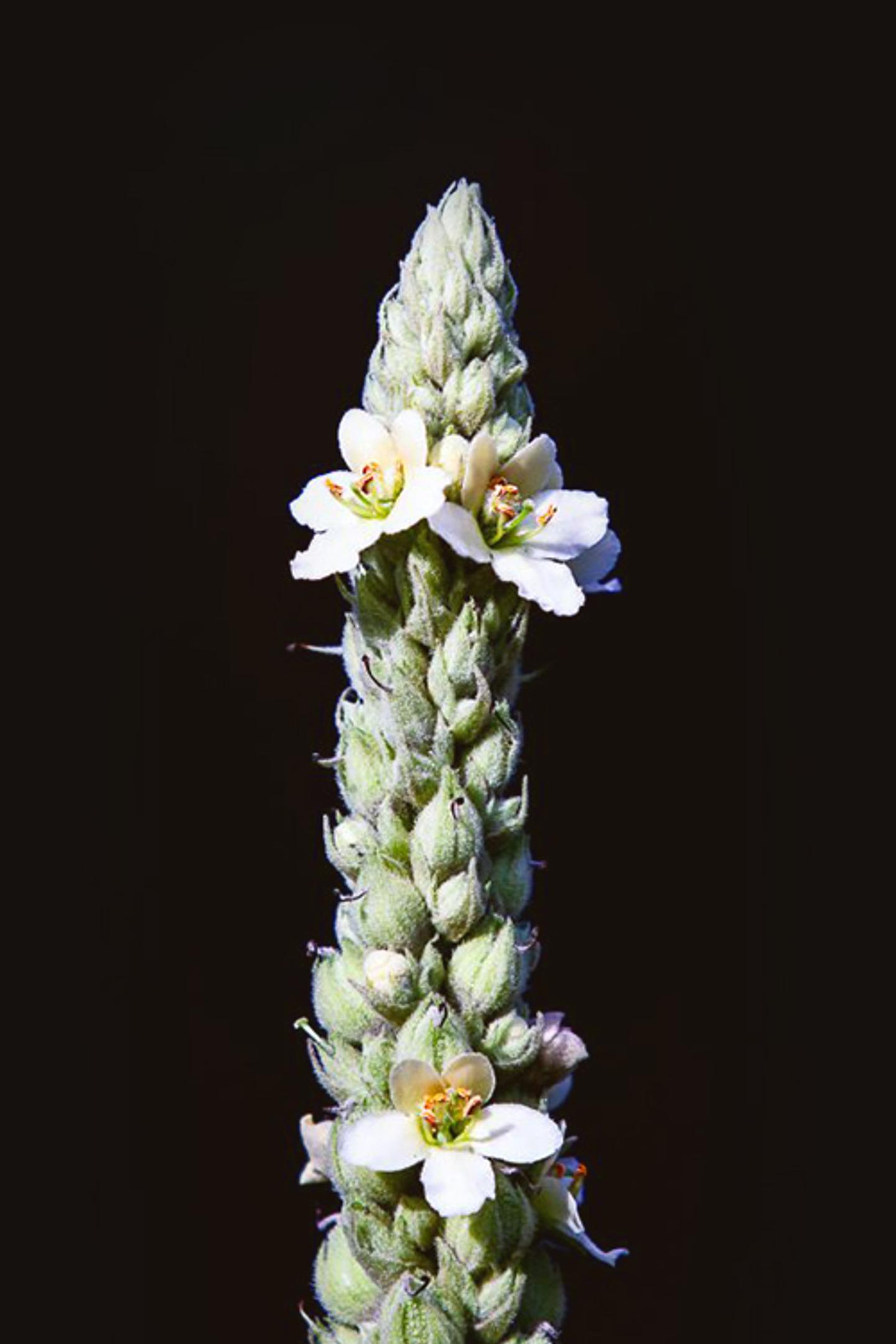 A tall Yucca flower spike, showcasing small clusters of white blossoms emerging from its densely packed, spiky green buds, set against a dark background.