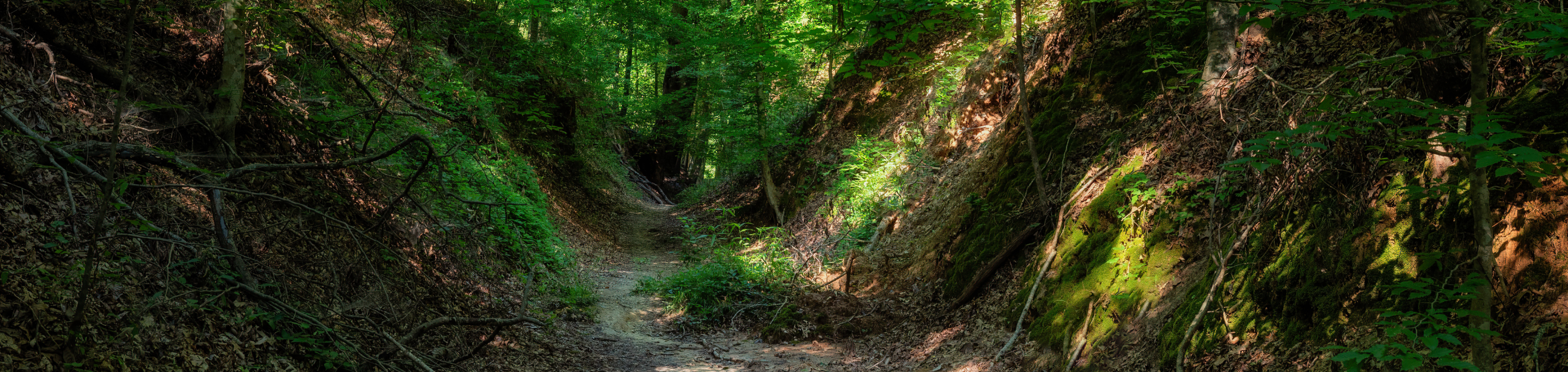 A secluded forest trail in closeup with a blurred background of dense green foliage and dappled sunlight filtering through the trees in Mississippi’s Clark Creek Natural Area.