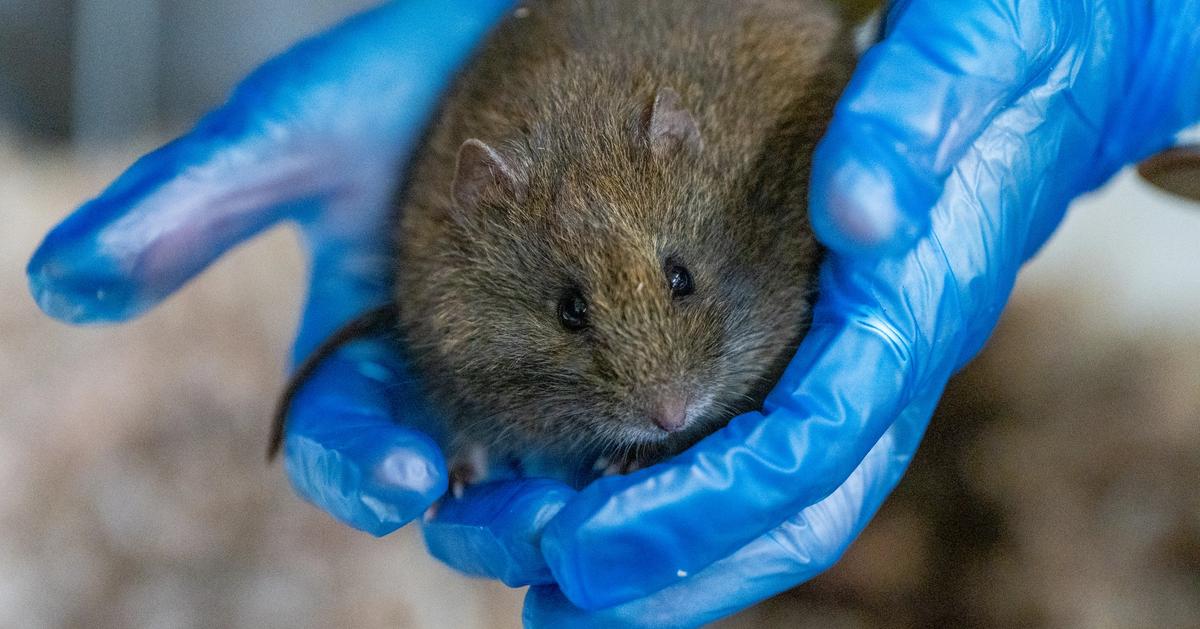 Rat Programs World-First Broad-Toothed Rat Program Grows to 18 - Aussie Ark