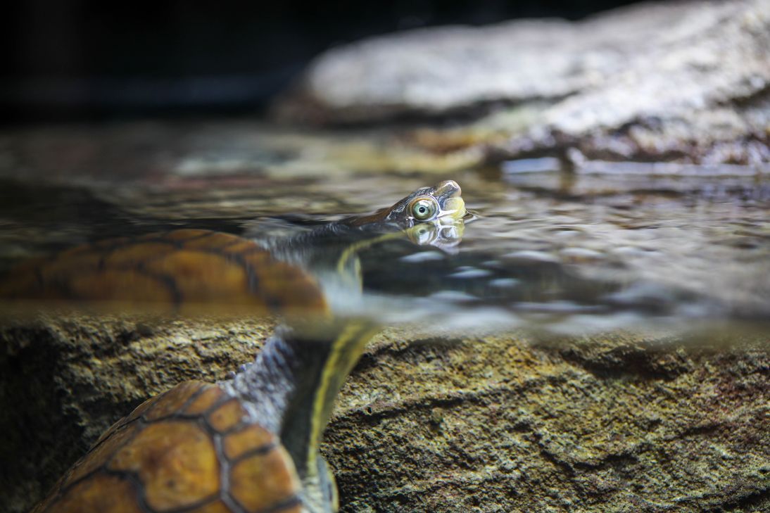 Endangered Manning River Turtles Return to the Wild - Aussie Ark