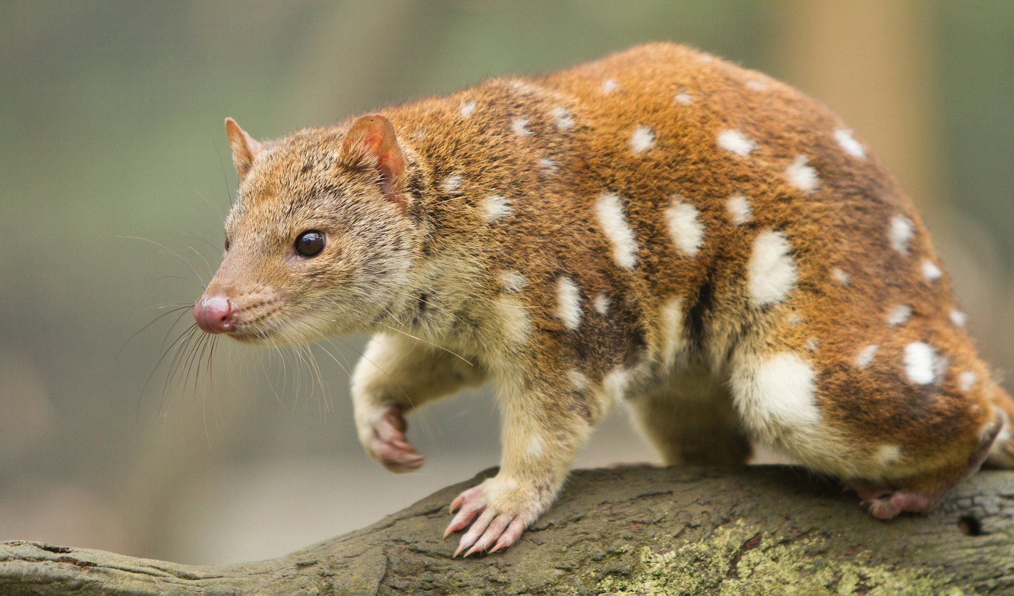 Spotted-Tailed Quoll - Habitat, Threats & Conservation - Aussie Ark