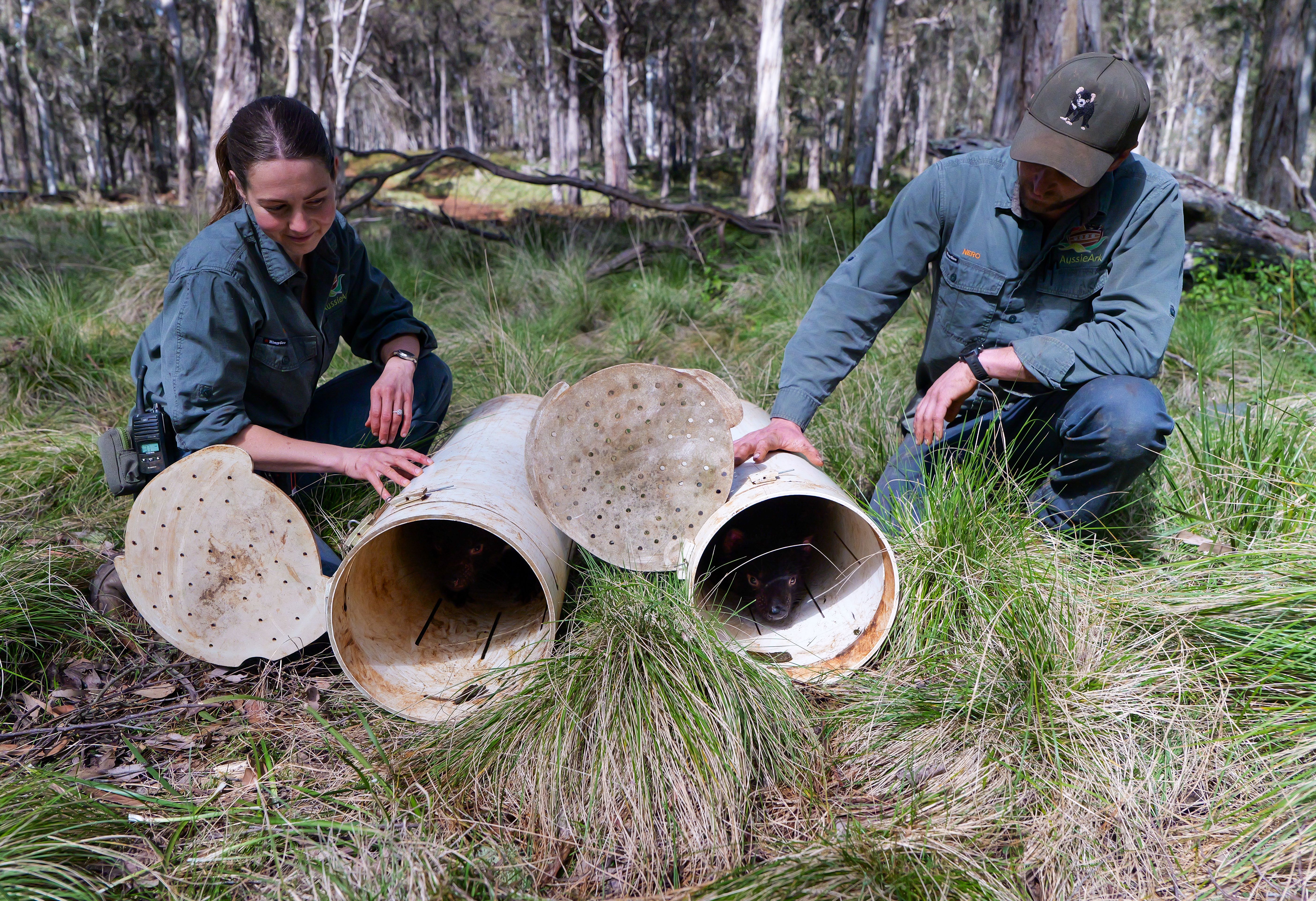 14 Tasmanian Devils Rewilded Back to Aussie Ark - Aussie Ark