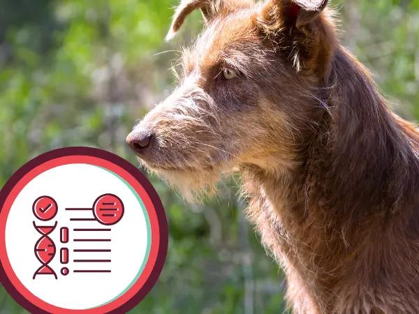 A mixed-breed dog next to iconography symbolizing dog DNA tests