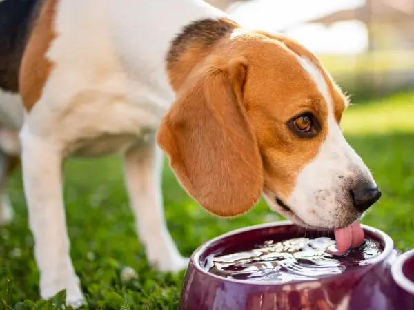 A dog drinking from a shared water bowl, one of the possible sources of Giardiasis in dogs