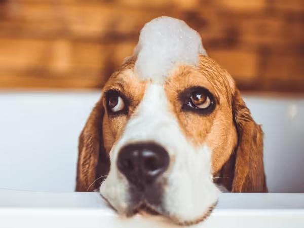 A dog enjoying a relaxing bath from one of the dog wash self service stations in Denver