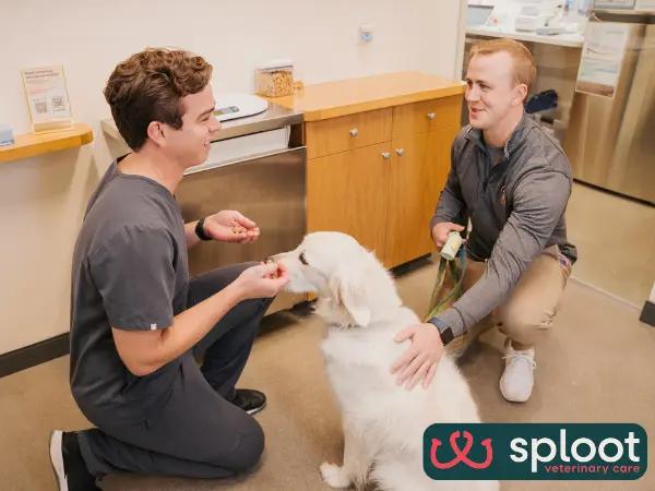 A photo of a veterinarian at a Sploot Vets clinic answering a pet parent’s questions about the cost to spay or neuter a dog