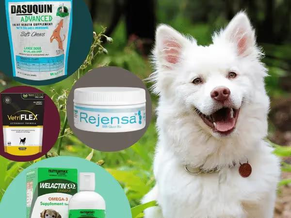 An old dog beside examples of the best hip and joint supplements for dogs