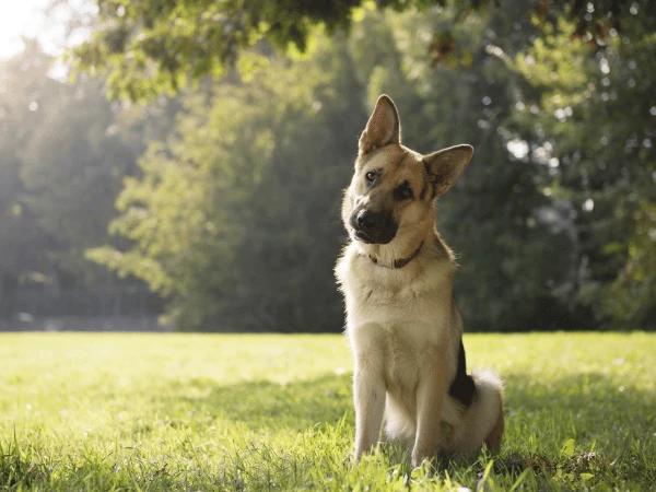 A dog that has successfully learned how to sit and stay, one of the dog tricks to teach your dog