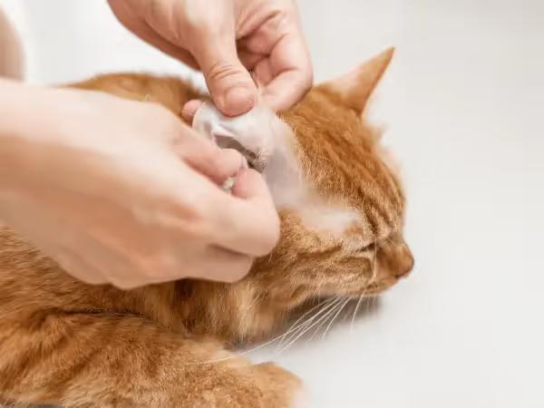 Closeup of a pet parent using cotton and a cat ear cleaner or ear wash for cats to clean their cat’s ears