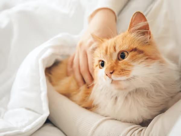 A person hugging a cat serving as an emotional support animal; the cat has secured an emotional support animal letter in Illinois