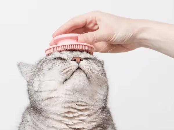 A cat getting brushed, one of the simplest cat dry skin treatments to prevent cat dandruff and flaky skin