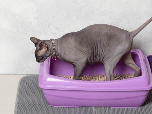 A cat using a freshly cleaned litterbox