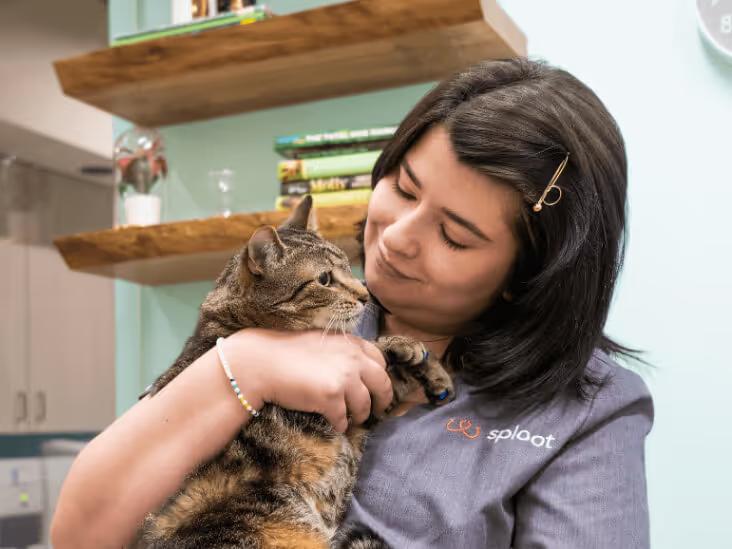 A Sploot veterinarian holding a cat patient.