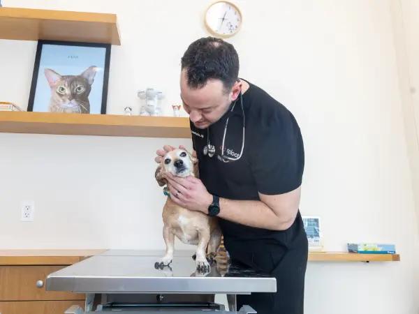 A dog brought to Sploot Vets, a vet clinic in Chicago, Denver, and Colorado Springs, to get dog flu symptoms checked and to consider the canine influenza vaccine for future prevention