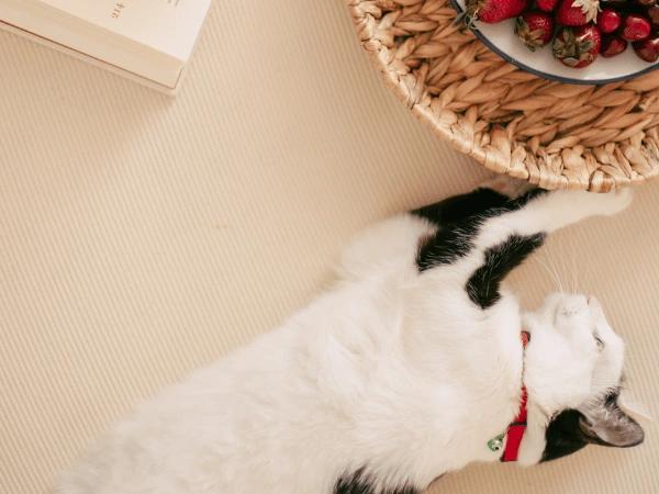 A cat playing with a basket of fruits, symbolizing fruits that can either be safe food for cats or toxic food for cats