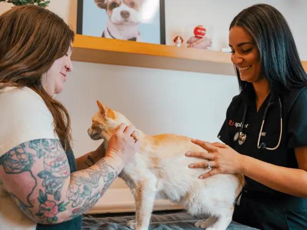 A cat brought to Sploot Vets, a vet clinic in Colorado Springs, Denver, and Chicago because the pet parent is wondering why their cat is sneezing a lot