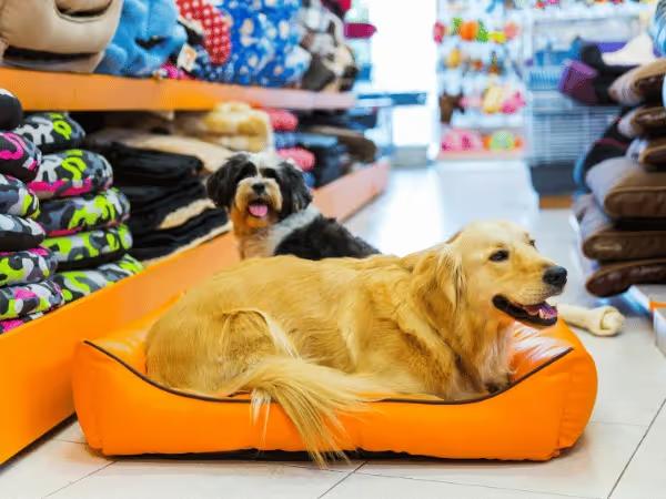 A dog in a pet store in Denver