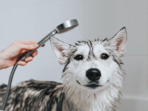 A dog getting a regular bath in order to reduce dog shedding