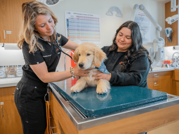 A dog enjoying continuity of care at Sploot Vets, an all-in-one vet clinic in Denver, Colorado Springs, and Chicago