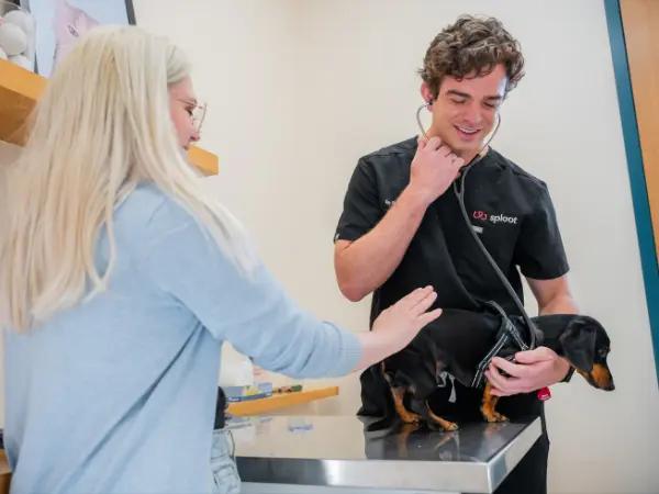 A dog brought to Sploot Vets, an urgent care vet clinic that treats dog vomiting and diarrhea, among other urgent health concerns