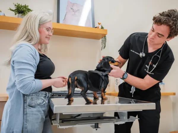 A pet parent maximizing emergency vet insurance to get veterinary care at Sploot Vets