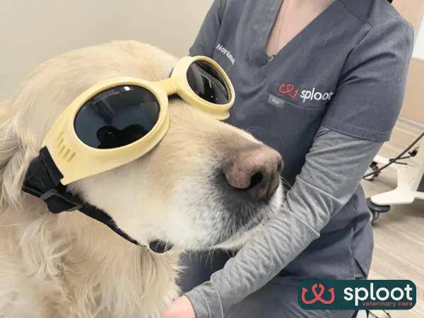 A dog wearing safety goggles for cold laser therapy for dogs at Sploot Veterinary Care, a vet clinic in Denver, Colorado Springs, Chicago, and Salt Lake City