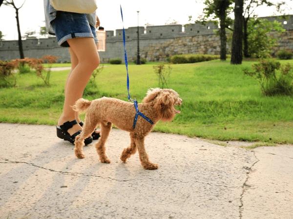 A dog going out for a relaxed walk wearing dog booties after going through leash training for dogs