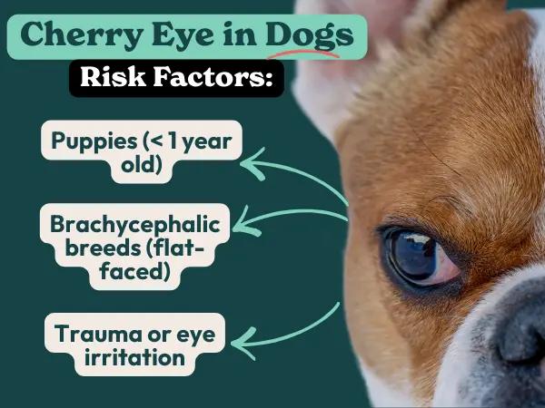 A simple infographic showing what causes cherry eye in dogs or risk factors for cherry eye in dogs