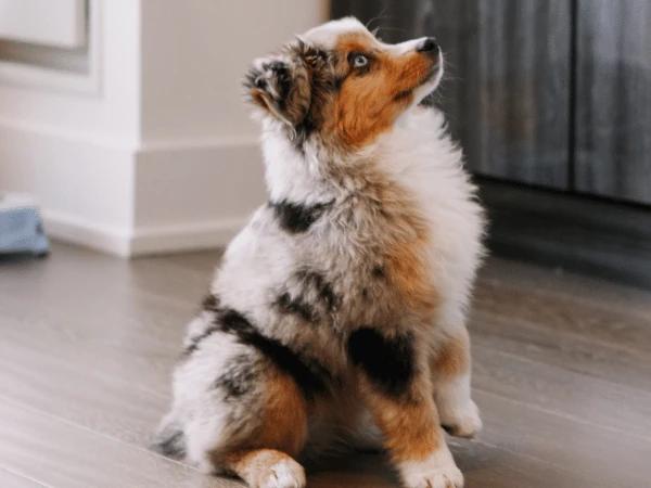 A dog sitting on command because of dog training, which is a part of regular dog care