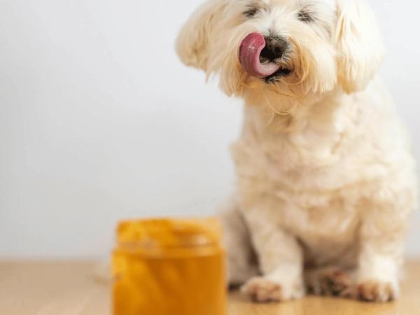 A dog eyeing peanut butter, one of the safe food for dogs, as long as it is organic and does not contain xylitol which is toxic for dogs