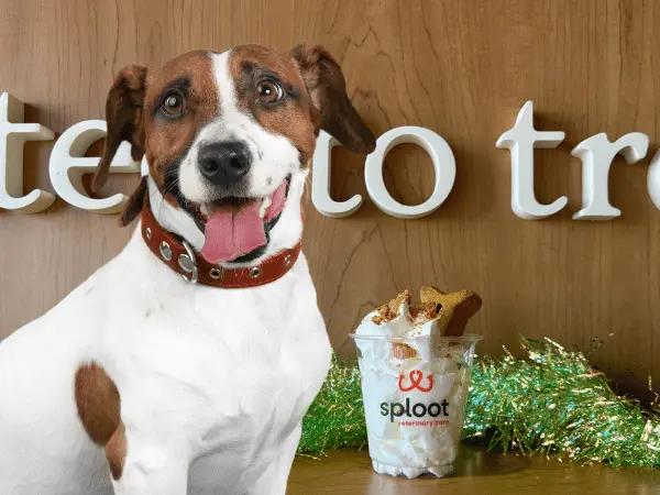 A dog sitting beside a pup cup from Sploot Vets, representing what's in a pup cup