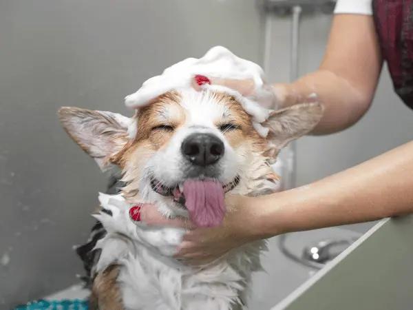 A dog enjoying a bath because the pet parent used one of the best oatmeal shampoos for dogs