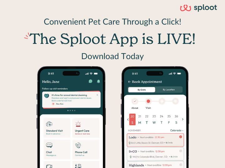 The Sploot Vets app, a veterinary app that makes pet parenting easy