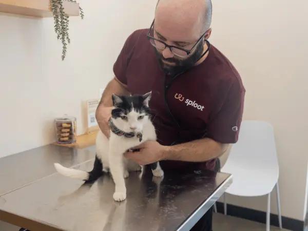 A cat brought to Sploot Vets, an emergency cat vet that also provides primary care and urgent care