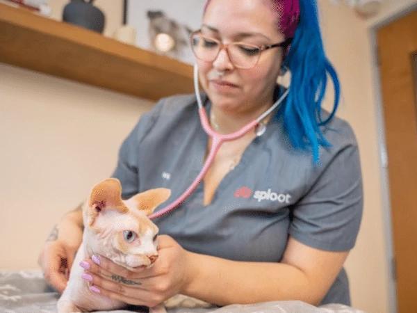 An ongoing cat wellness exam in Sploot Veterinary Care, Denver, CO wherein the Sploot Veterinarian is examining a cat