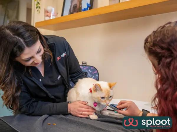 A cat brought in for a Fear Free vet visit at Sploot Veterinary Care, one of the best cat veterinarians in Chicago, IL