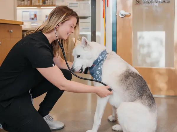 A dog brought to Sploot Veterinary Care, a vet clinic in Denver, Salt Lake City, Colorado Springs, and Chicago to evaluate them for symptoms of Giardia in dogs or Giardiasis in dogs