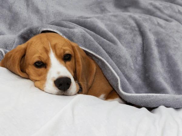A photo of a dog resting with a blanket to represent lethargy, a symptom of hookworms in dogs