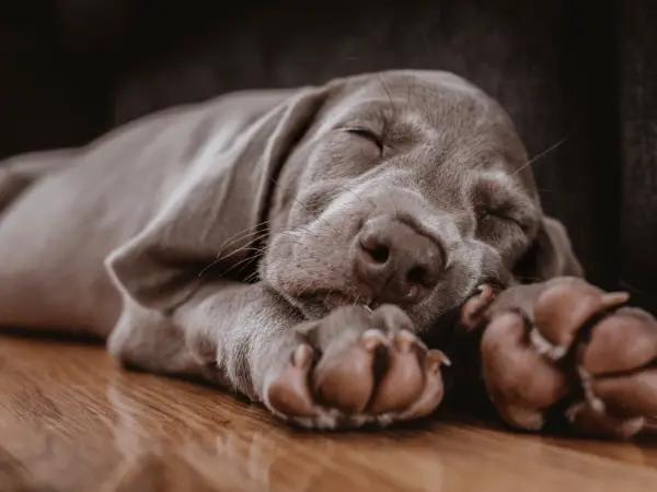A dog sleeping in a lion pose or resting guard dog sleeping position