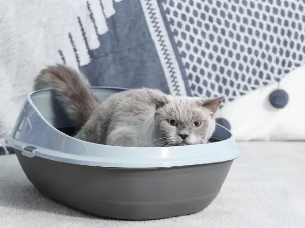A cat using an appropriately sized litter box, highlighting the importance of getting the right litter box before taking the steps on how to train a cat to use a litter box