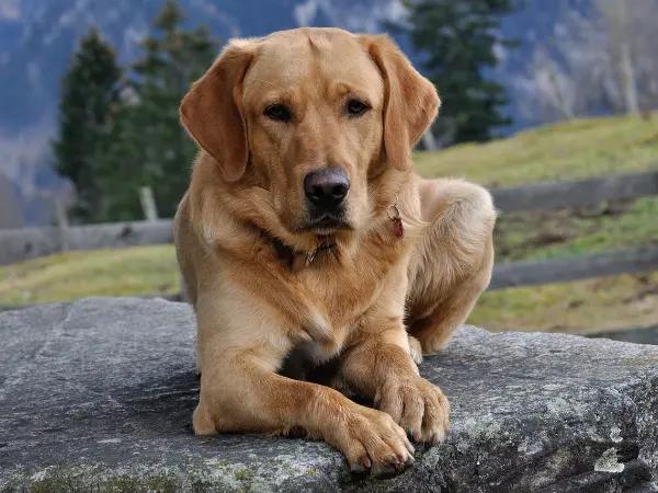 A photo of a dog on a rock while hiking, representing a reluctance to keep walking, one of the signs of arthritis in dogs requiring treatment or medication