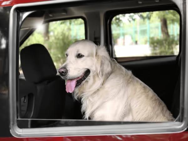 A photo of a golden retriever looking out the car window to portray a road trip with a dog