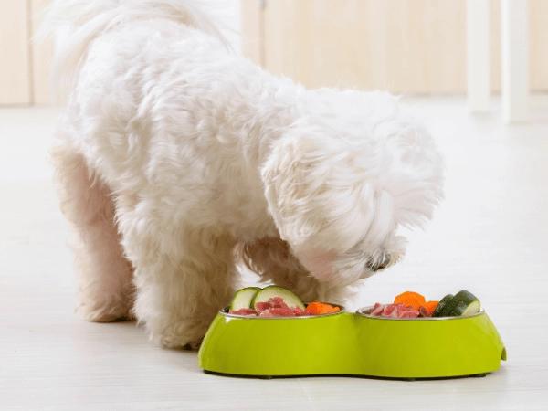 A dog eating treats that are considered safe food for dogs