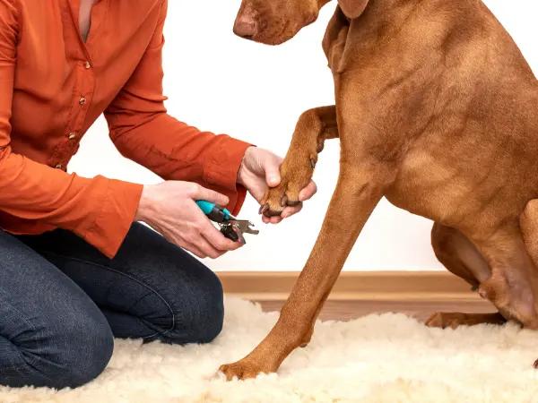 A close-up photo of a pet parent clipping their dog’s nail which can lead to dog broken nail or dog nail bleeding if not done correctly.